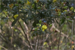Crotalaria longipes